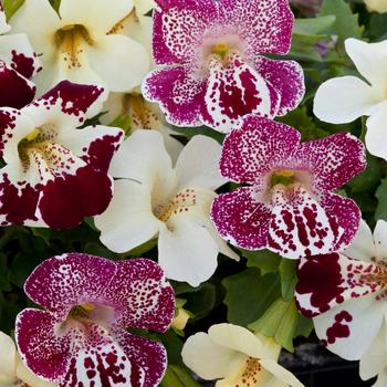 Mimulus 'Spring Blossom Mix' 