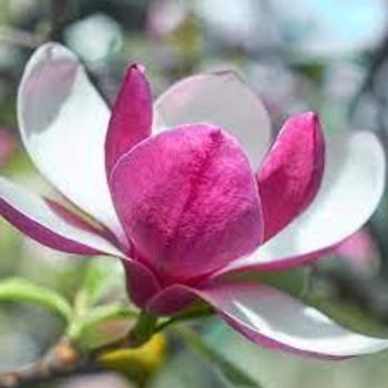 Magnolia 'March till Frost' 