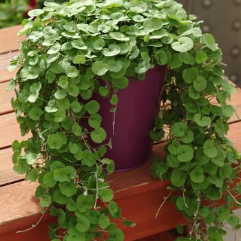 Dichondra repens 'Emerald falls'