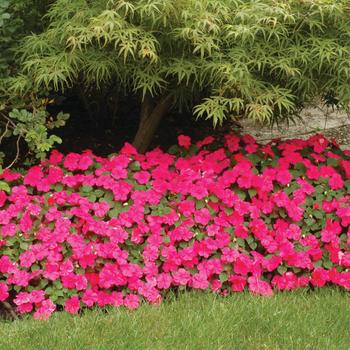 Impatiens walleriana 'Lipstick' 