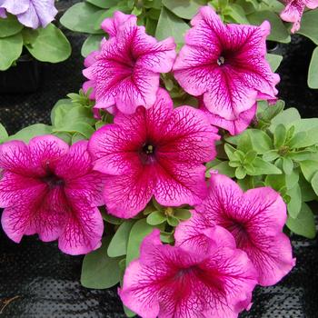 Petunia grandiflora 'Limbo Plum' 