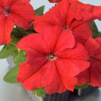 Petunia grandiflora 'Limbo Red' 