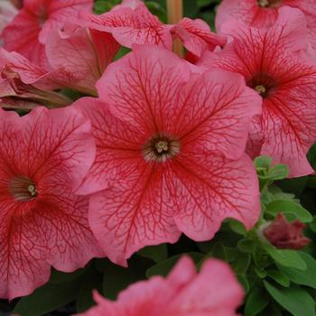 Petunia grandiflora 'Limbo Red Vein' 