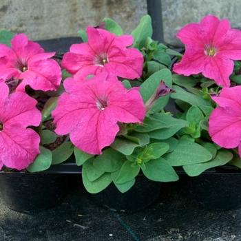 Petunia grandiflora 'Limbo Rose' 