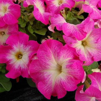 Petunia grandiflora 'Limbo Rose Morn' 