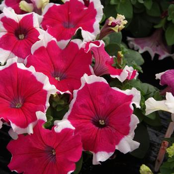 Petunia grandiflora 'Limbo Rose Picotee' 