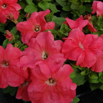 Petunia grandiflora 'Limbo Salmon' 