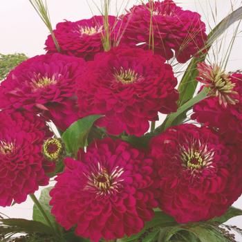 Zinnia elegans Benary's Giant 'Wine'