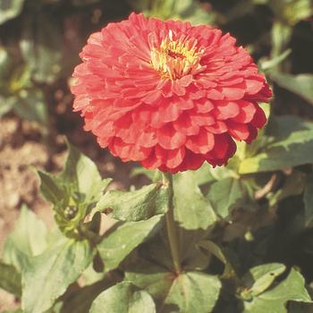 Zinnia elegans Benary's Giant 'Coral'