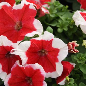 Petunia grandiflora 'Limbo Red Picotee' 