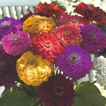 Zinnia elegans 'Mix' 