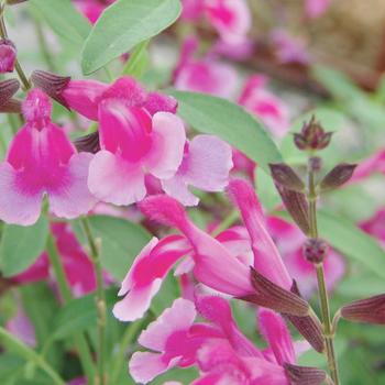 Salvia 'Dayglow' 