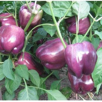 Capsicum annuum 'Purple Beauty' 