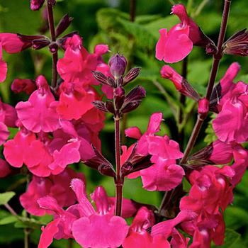 Salvia 'Pink Pong' 