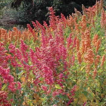 Chenopodium quinoa 'Brightest Brilliant Rainbow' 