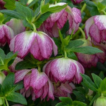 Helleborus 'Blushing Bride' 