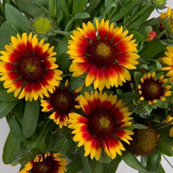Gaillardia aristata 'Galya&trade; Blazing Sun' 