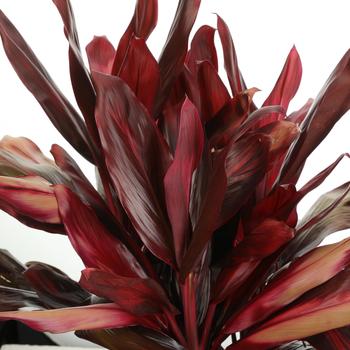 Cordyline fruticosa 'Red Zip' 