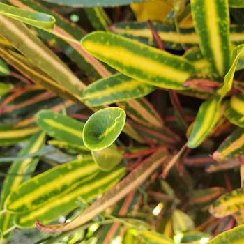 Codiaeum variegatum 'Pop Art Jasper'