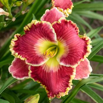 Hemerocallis 'Born to Run'