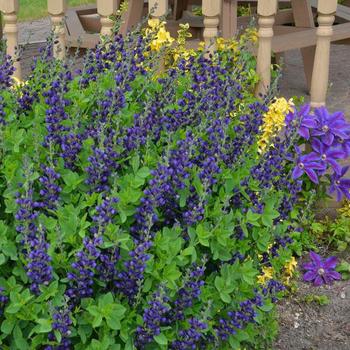 Baptisia 'Sparkling Sapphires' USPPAF