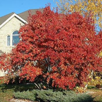 Acer tataricum ssp. ginnala 'Red Rhapsody®' 