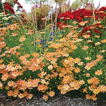 Coreopsis verticillata 'Créme Caramel'