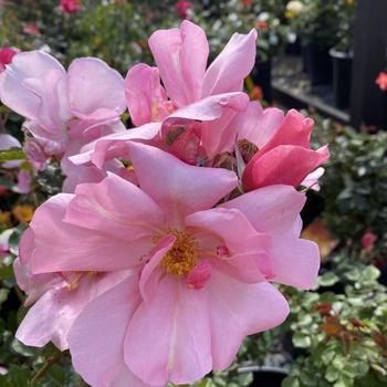 Rosa 'Pink Cadillac' 