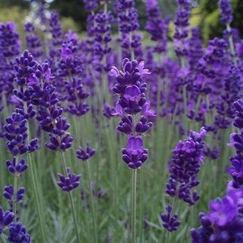 Lavandula angustifolia 'Aromatico Blue' 