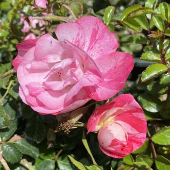 Rosa 'Noasplash' PP24359