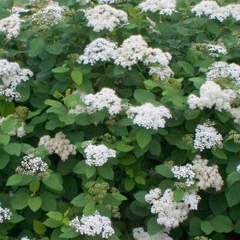 Spiraea japonica 'SMNSJMFP' PP26995 CBR 5632