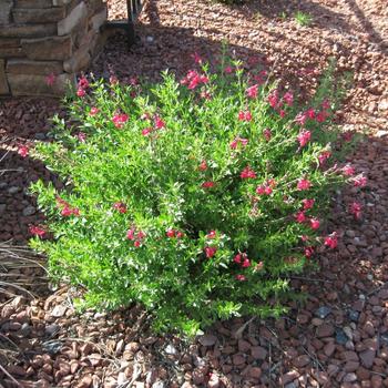 Salvia greggii 'Sierra Linda™' 