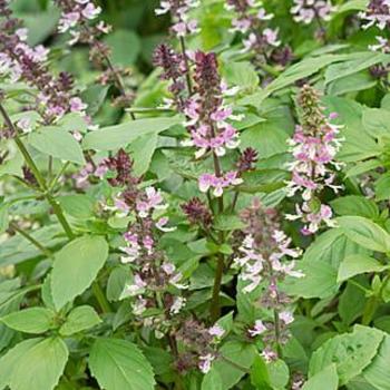Ocimum basilicum 'Persian' 