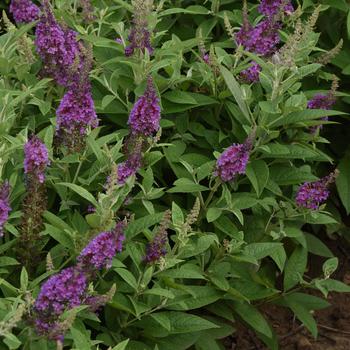 Buddleia davidii