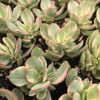 Crassula swaziensis 'Variegata' 