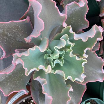 Echeveria 'Mauna Loa' 