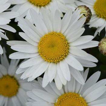 Leucanthemum x superbum 'Madonna' 