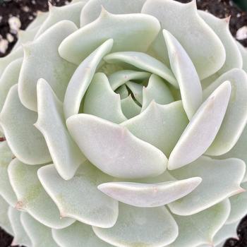 Echeveria 'Lolita' 