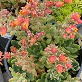 Echeveria gibbiflora