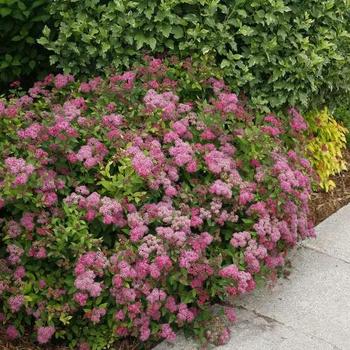 Spiraea japonica 'Painted Lady®' 'Minspi'