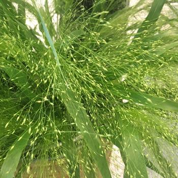 Panicum elegans 'Frosted Explosion' 