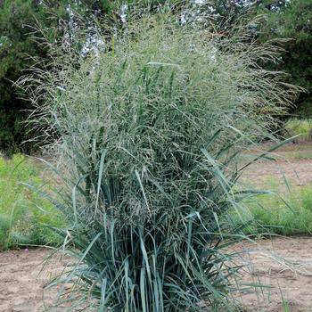 Panicum virgatum 'Blue Fountain'