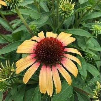 Echinacea purpurea 'Strawberry Mango' 