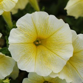Petunia 'Yellow Improved' 