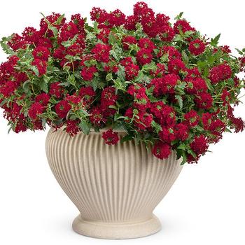 Verbena Superbena Royale® 'Red'