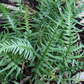 Asplenium x ebenoides