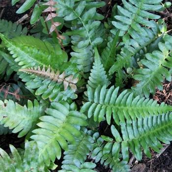 Blechnum appendiculatum