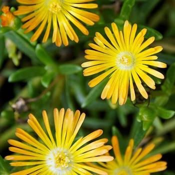 Delosperma 'Solstice Yellow' 