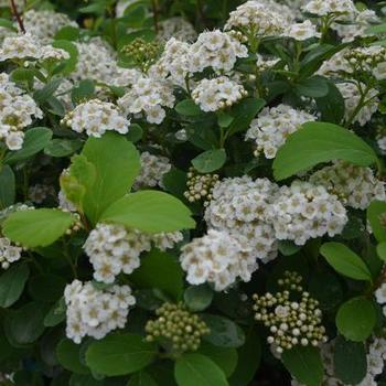 Spiraea betulifolia