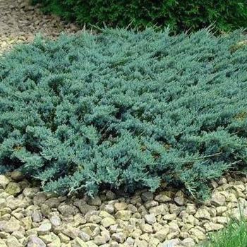 Juniperus sabina var. tamariscifolia 'New Blue' 